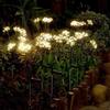 In-Stock Solar Dandelion Firefly Garden Lights: Flower Style Courtyard and Lawn Decoration