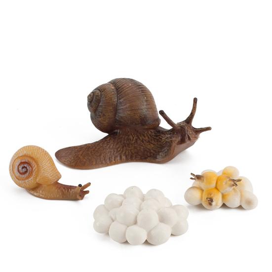 Model Toy Educational Design Early Simulation Plastic Animal Learning Growth Cycle Miniature