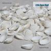Natural White Shell Mediterranean Wall & Floor Conch Stickers