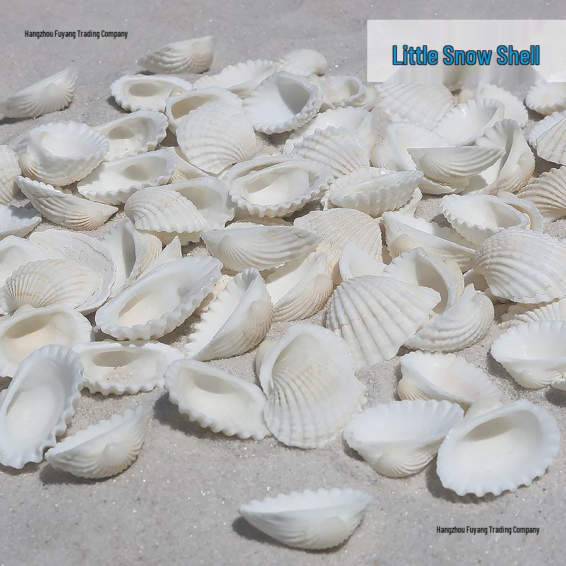 Natural White Shell Mediterranean Wall & Floor Conch Stickers