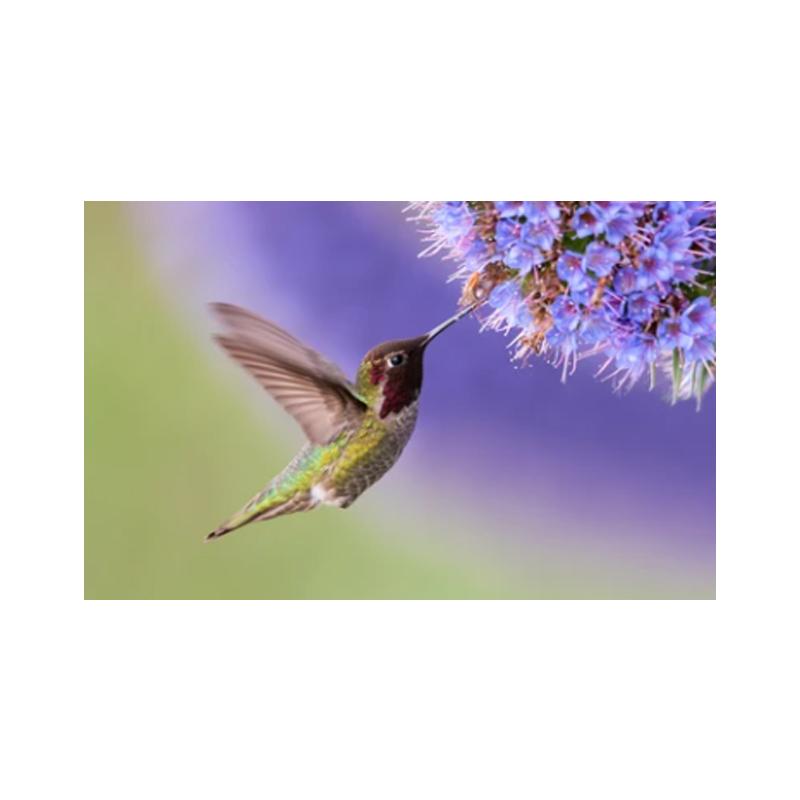 Posters and Prints with Hummingbird, Canvas Painting, Birds, Animals, Cuadros, Wall Art Paintings for the Living Room, Modern Home Decor,