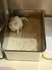 Thickened Stainless Steel Cat Litter Box - Giant, Anti-Splash, Easy to Clean, Large Capacity