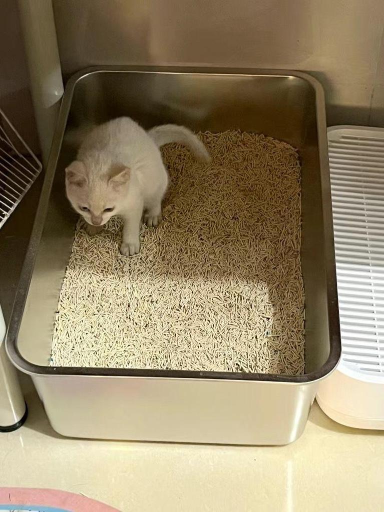 Thickened Stainless Steel Cat Litter Box - Giant, Anti-Splash, Easy to Clean, Large Capacity