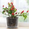 Fashion Round/Square Clear Nursery Pots Transparent with Drainage Holes Planting Pot Flowerpot
