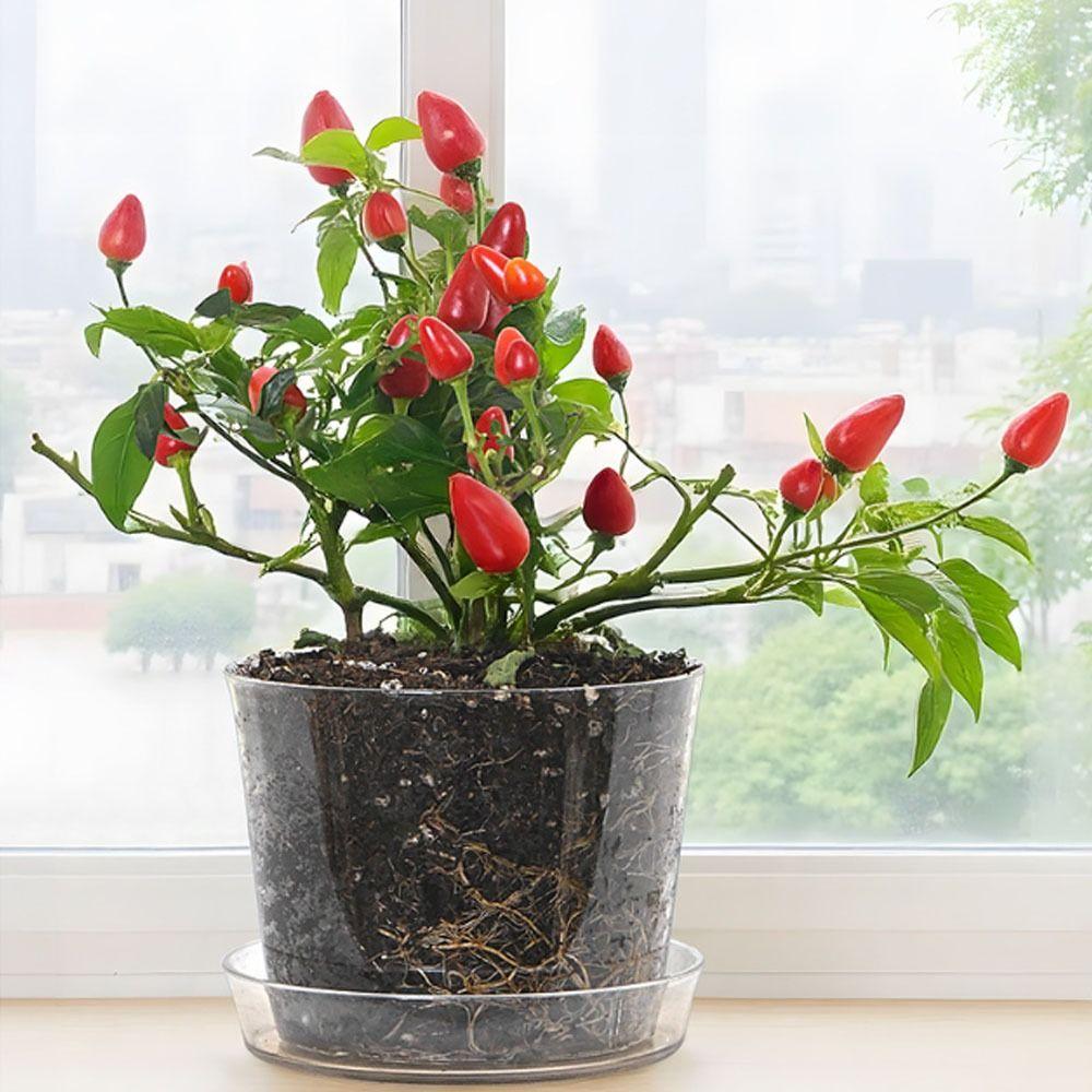 Fashion Round/Square Clear Nursery Pots Transparent with Drainage Holes Planting Pot Flowerpot