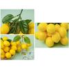 92MF Eye Catching Fake Lemon String Fake Fruit Props for Home and Product Showcasing