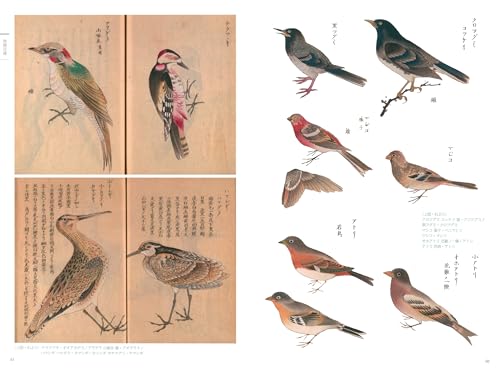 Atlas de la flore et de la faune de l'époque d'Edo