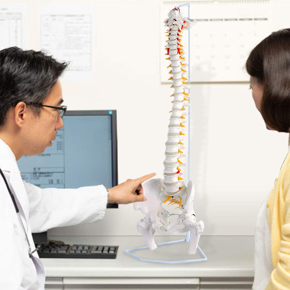 Model pelvin spinal UPstore, mărime naturală, model de coloană vertebrală 90cm, model spinal mobil, dimensiuni 11, model de măduvă spinală suspendată cu piedestal, pelvis masculin mobil