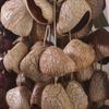 Natural Fruit Shells Ringing Bell Instruments for Music Yoga Ringing Bell South Africa Rare Beginner Practice Accessoryies