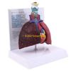 W89C Life Size Human Lung Model Anatomical Respiratory System Anatomy for Science Resources Study Display Teaching Too