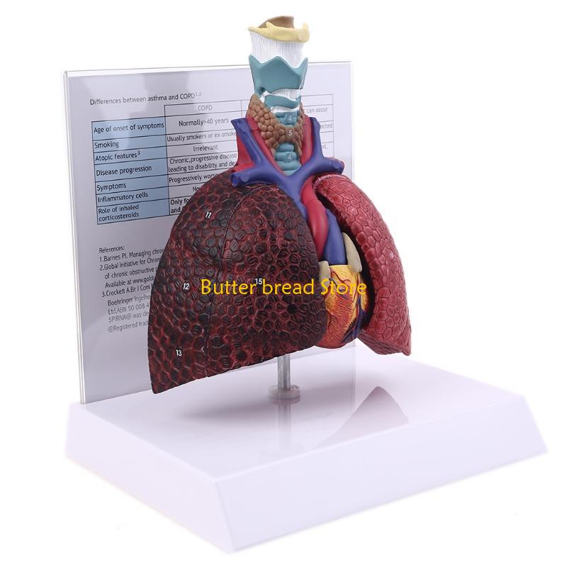 W89C Life Size Human Lung Model Anatomical Respiratory System Anatomy for Science Resources Study Display Teaching Too