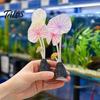 Decorative Aquarium Mushrooms Artificial Plant Ornament, Soft Silicone Lotus Leaves, Suction Cup Glow Leaf Decor in The Dark Safe Accessory