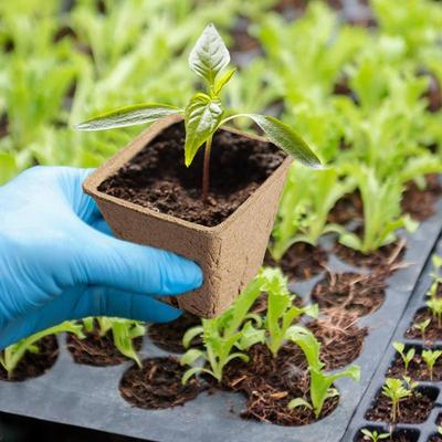 10 Pcs Peat Pots for Seedling Outdoor Garden Germination Nursery Pots Pulp Biodegradable Seed Starter Pots Kits