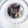 Cat Toys Cat Tunnel and Cat Cube Pop Up Collapsible Kitten Indoor Outdoor Toys-Collapsible 3 Way or 1wayCat Tube- for Cat, Puppy, Kitty, Kitten