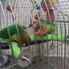 Bird Stand Perch Standing Bar U Shaped Scrub Station Cage Accessories top sale