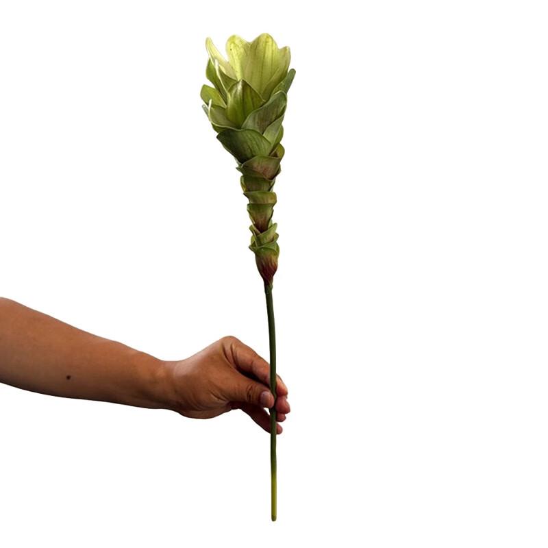 

Вули Имбирный Лотос Искусственные Цветы