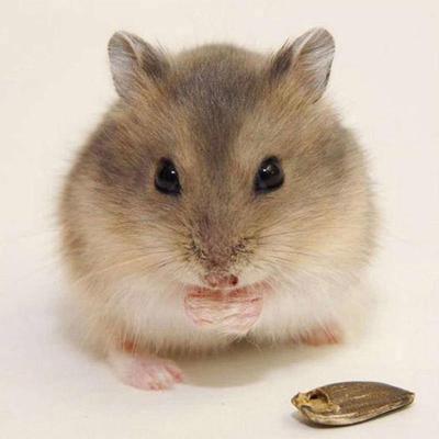Diamond Painting Needlework Painting Little Hamster DIY Diamond Embroidery Patterns Diamond Dawn