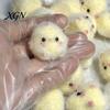 Food-grade Safe Toy 2PCS Squeeze Mini Chick Shape Soft Pinch with Fluffy Handheld Calming Coating Stress Relief Fidget Keychain Pendant