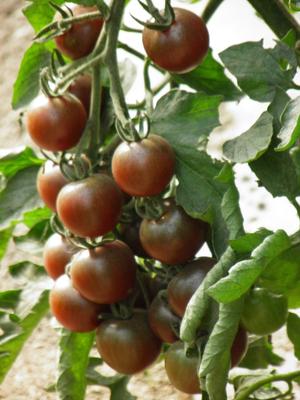 35 Black Cherry Tomato Seeds - Vegetable Sowing Vegetable Garden - Reproducible Peasant Seeds - Semiwild