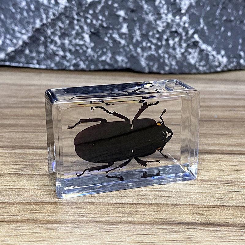 Okazy Owadów: Prawdziwy Pająk, Skorpion, Osa Błotna w Przezroczystej Żywicy do Nauczania i Dekoracji