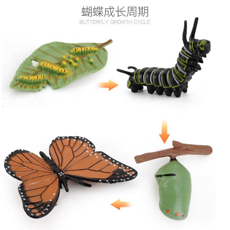 

Popular Animal Life Cycle Board Kids Toy Sets Montessori Teaching Aids Plant Animal Growth Cycle Model Set Preschool Cognitive Toy Sets