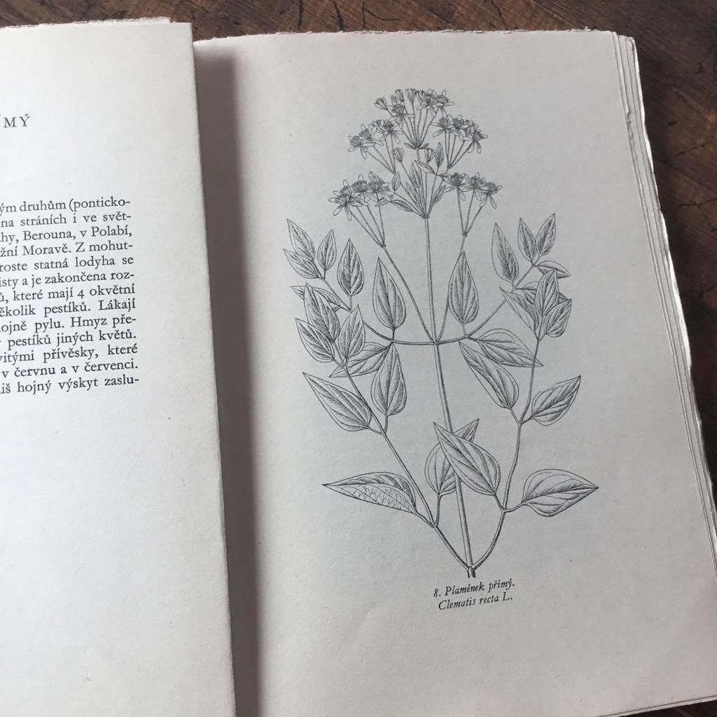[USED] Czech Plant Encyclopedia Botanical Art Junk Journal