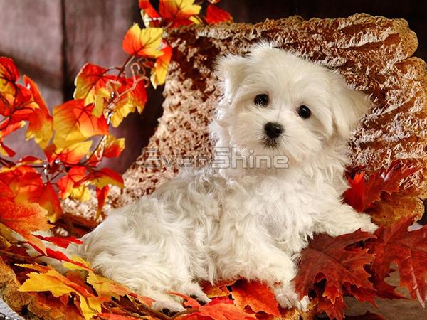 Diamond Painting Dog Full Square Round Diamond Výšivka Animal Rhinestones Pictures Crafts Kit