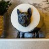 Free Standing Toilet Tissue Rack Frog Dog Bear Toilet Roll Holder Kitchen Tissue Dispenser  Home