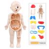 1 Set Interactive Human Body Model Kit 11 Analysis Cards Included Educational DIY Toy for Students Accessories