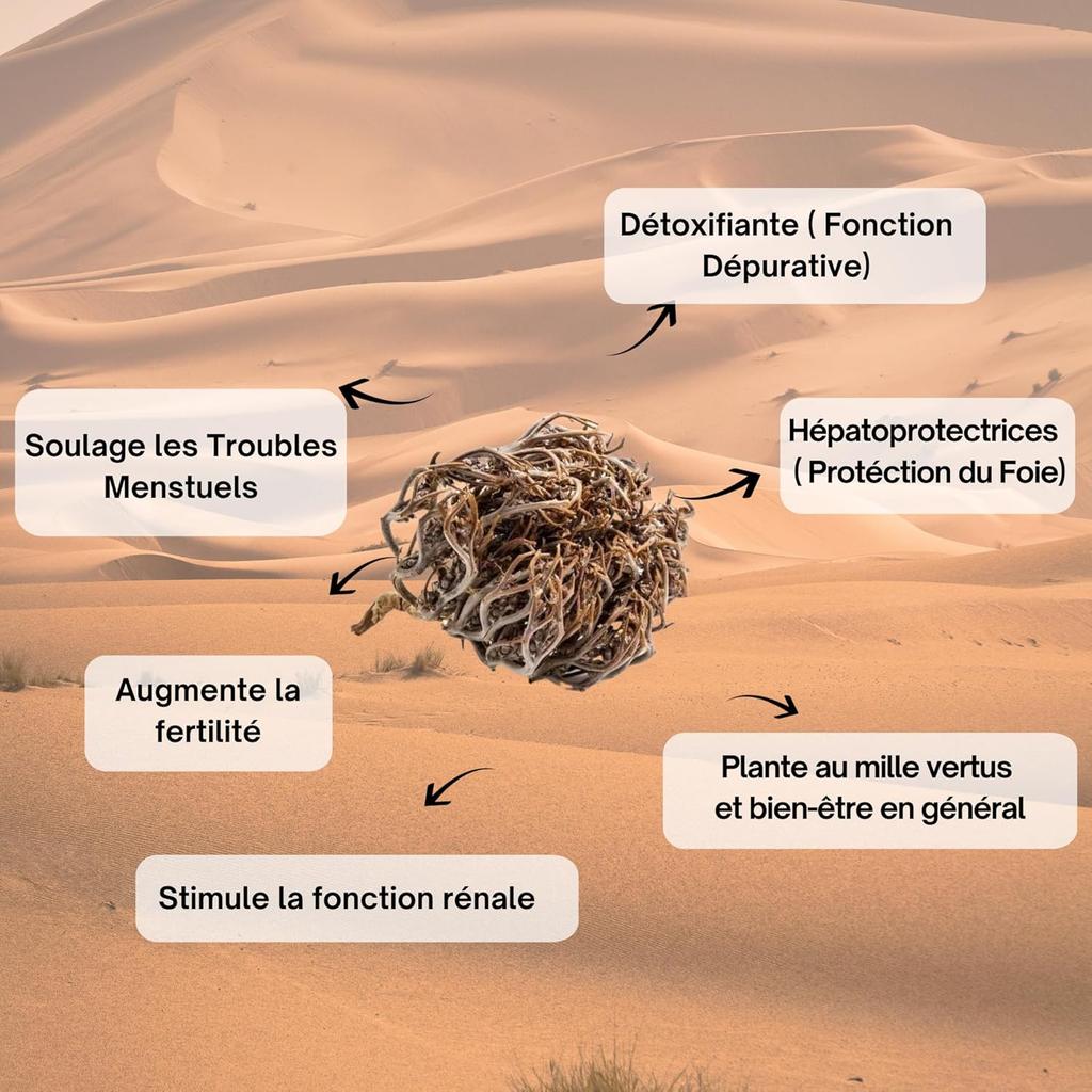 Rose of Jericho 200g – Chajarat Mariam Natural Resurrection Plant – Fertility, Conception & Prosperity – Energy Cleansing Flower