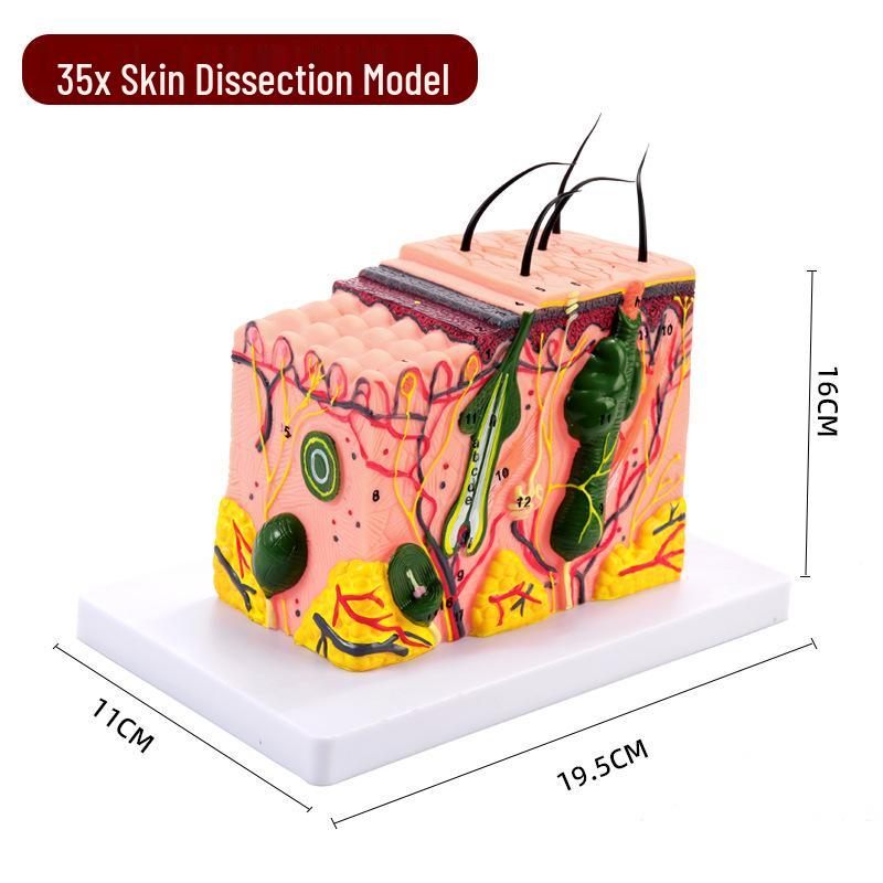 50x Magnified Human Skin Tissue Anatomical Model for Medical and Beauty Training