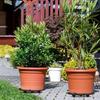 8Pcs Plant Stand Indoor Outdoor, Plant Level Pot Elevator- 2 Size Plant Riser Holder Plastic Floor Protector Plant Trivet, Heavy Planter Holder for