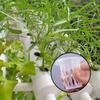 50 Stück Hydroponischer Pflanzkorb Pflanzenzuchtbehälter Garten Schlitztasse Hydroponische Gemüsepflanzung Setzlingtasse Schwamm