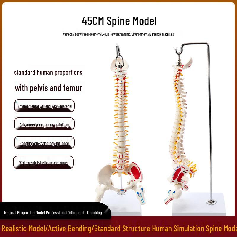 Adult 1:1 Human Spine Model for Chiropractic Practice - Cervical, Lumbar, and Skeleton Display