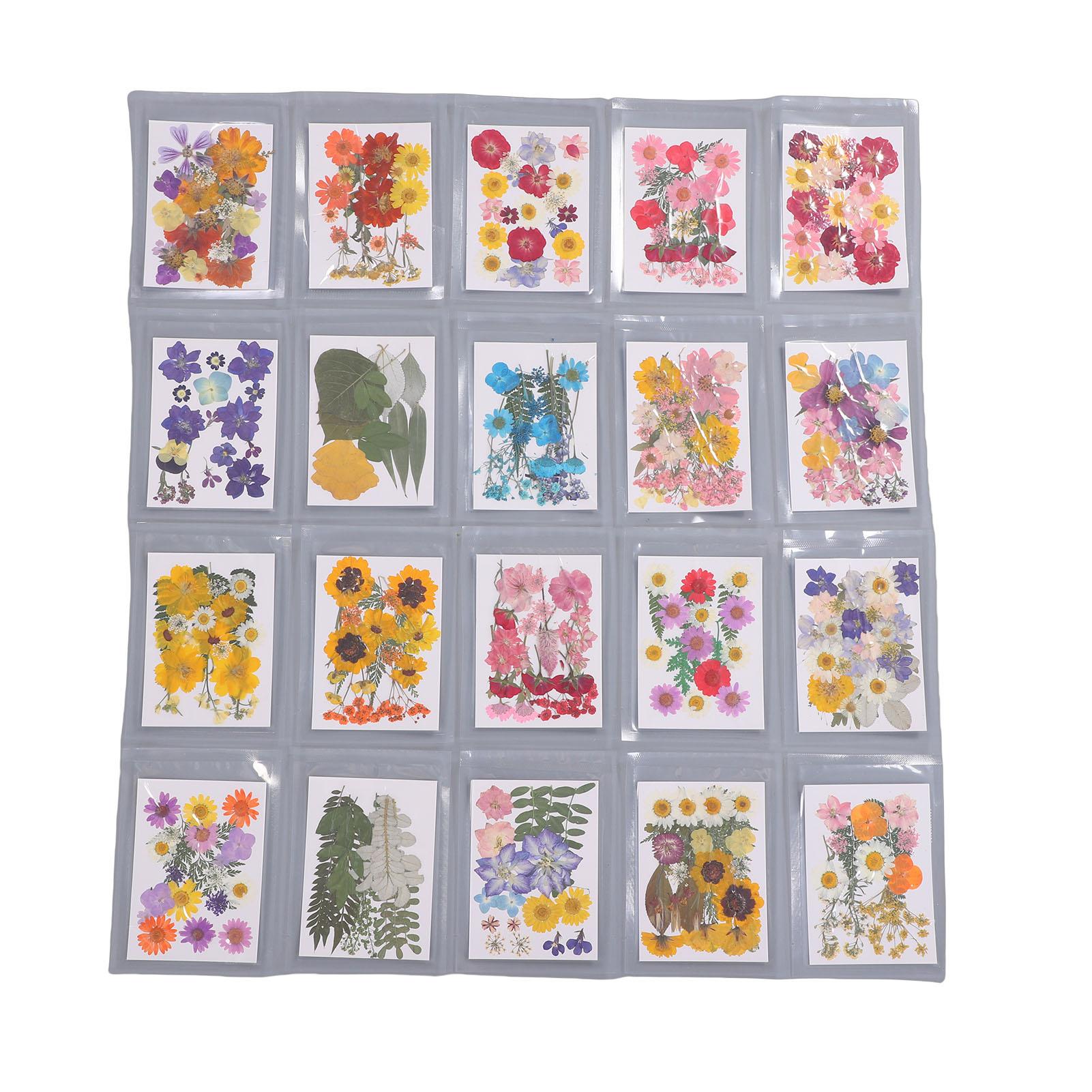 Gedroogde Bloemen Kit Gedroogde Geperste Bloemen Plant Specimen voor Kunst Ambachten Scrapbooking Wenskaart Decoratie