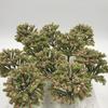 Green Cherry Palm Pine Forest N Architectural Tree Cherry 6 Pieces [DauStage] Blossom, Bamboo, Tree, Willow, Model, Gauge, Diorama, Railway,