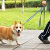 Rainbow Walking Dog Rope Large Medium And Small Traction Rope Snap On Pet Collar Nylon Strap Woven Dog Pet Accessories