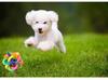 Giocattolo Intrecciato Colorato a Campana Popolare Resistente ai Morsi di Cane Gomma Animale Domestico Masticare Giocare Riporto Bel Prodotto Palla