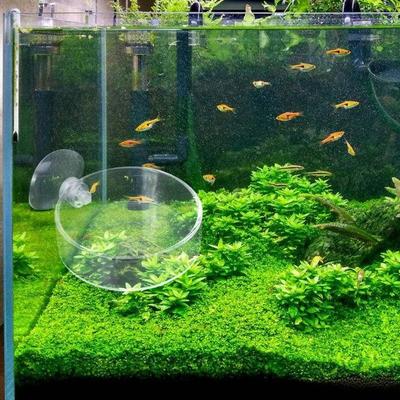  Shrimp Feeding Dish with Sucker Glass Bowls Round Tray Aquarium Fish Feeder