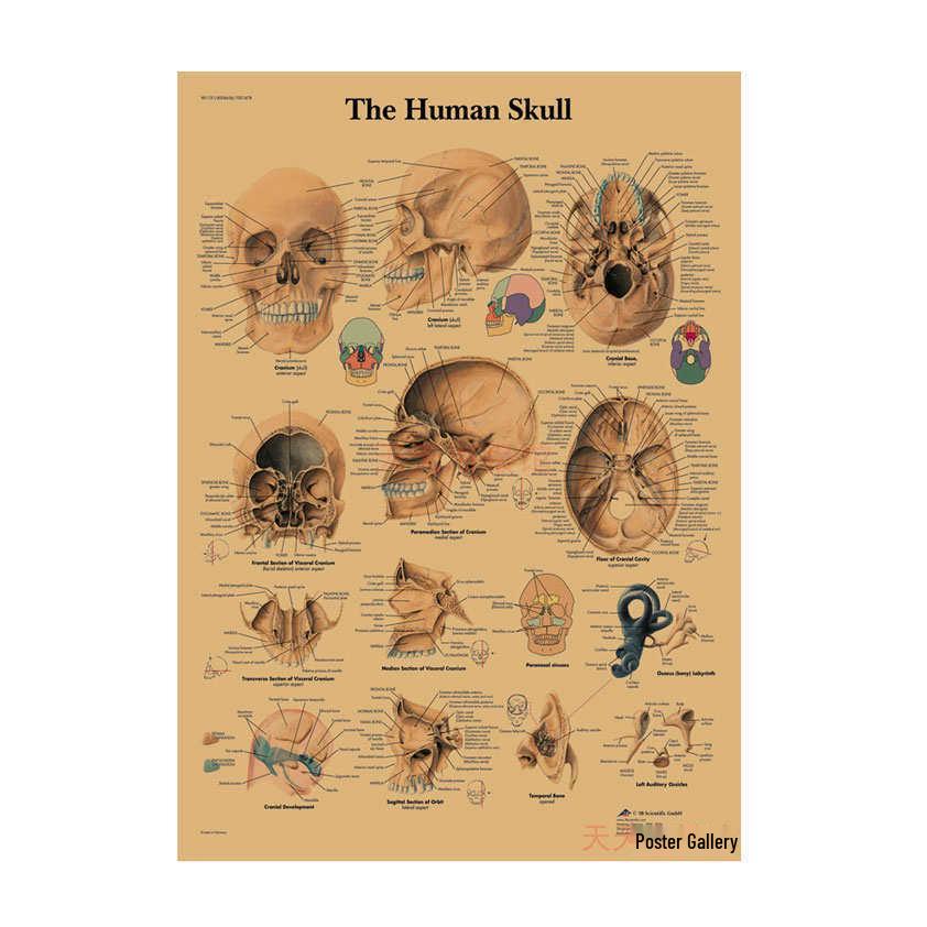 Anatomie kosterního svalstva Diagram Retro plakát pro výzdobu třídy Nástěnné umění (584)