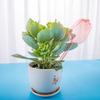 Tulip-Shaped Watering Bulbs Plastic Self Watering Planter Insert Automatic Plant Watering Ball for Indoor Outdoor Plants