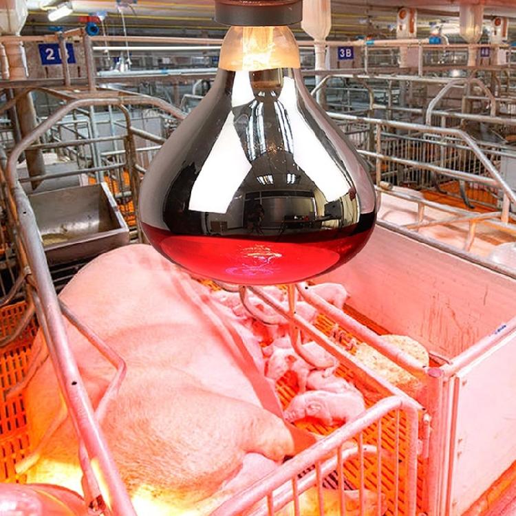 2pcs 250W Heat Lamp Red Light for Piglets Baby Chicken and Small Animals with E26 Base