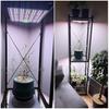 Niwuno LED Grow Light Panel with UVa+IR for Houseplants, Agave, Tuberous Roots, Aquariums, Succulents, Platycerium Ferns, and Aquariums (Aurora Q-Pad,