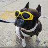 Multicolour Foldable Pet Goggles Adjustable Windproof Rope Cat Dog Sunglasses UV Protection Pet Photo Props Pet Headwear Summer