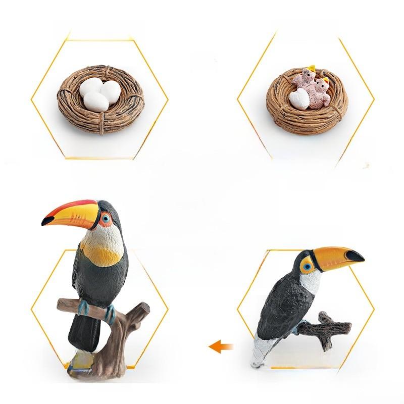 Childrens Parrot Model Pvc Growth Cycle Educational Bird Display For Kids