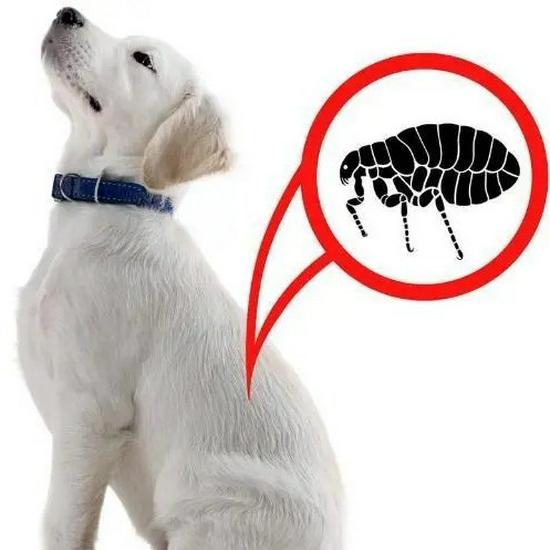 Pet Flea & Tick Removal Kit: Comb & Hook for Cats & Dogs