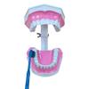 Toothbrushing Teaching Toy Teeth Model Removable Tooth Model 1:2 Dental Study Display Tool Dentist Material 12X9Cm