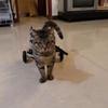 Carrozzina per gatti, deambulatore per disabilità delle zampe posteriori dei gatti, carrozzina per deambulazione assistita per paralisi degli animali domestici, veicolo di supporto per la riabilitazione delle lesioni spinali
