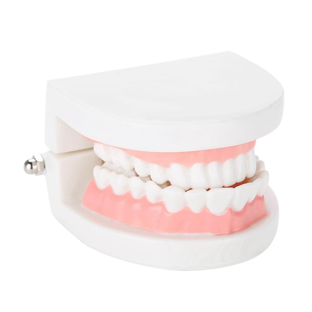 Dental Denture Model 28Pcs Standard Adult Teeth Model Medical Teaching Tool