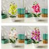 Eye Catching Orchid Flower Plant with Pot for Home Garden Office Decor